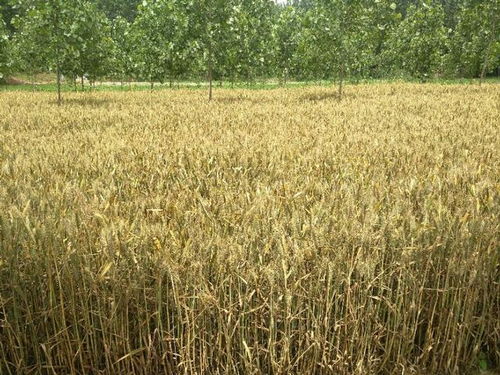 現代農業困境 四五畝地何以難養一口人