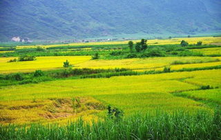禾下乘涼夢，倉廩實而知榮光 14億中國人的糧食安全密碼