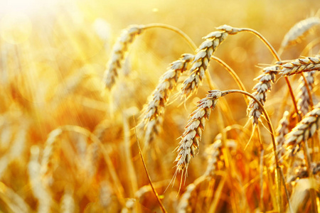 比利時華夫餅與信息系統集成服務的創新融合